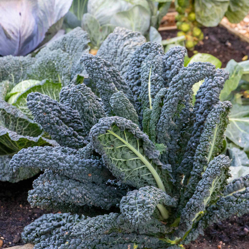 Kale Cavolo Nero Plants 'Black Magic' - July Despatch