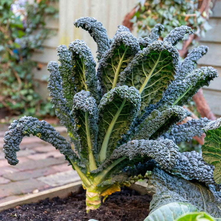 Kale Cavolo Nero 'Black Magic'  - 12 Seedlings