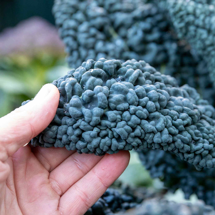 Kale Cavolo Nero Plants 'Black Magic' - July Despatch