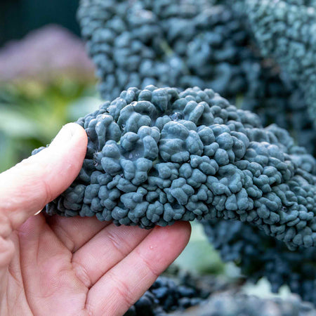 Kale Cavolo Nero Plants 'Black Magic' - June Despatch