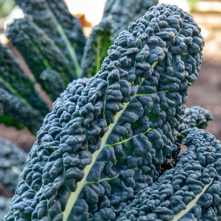 Kale Cavolo Nero Plants 'Black Magic' - June Despatch