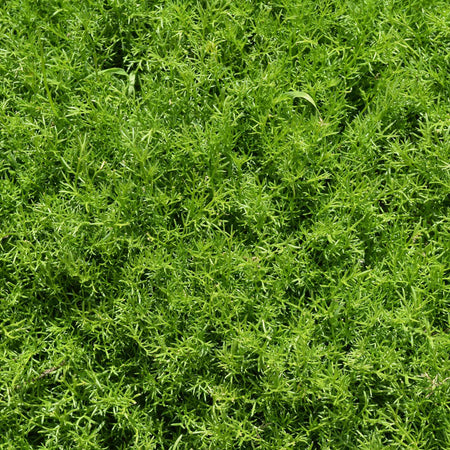 Chamomile Plant 'For Lawns Treneague'