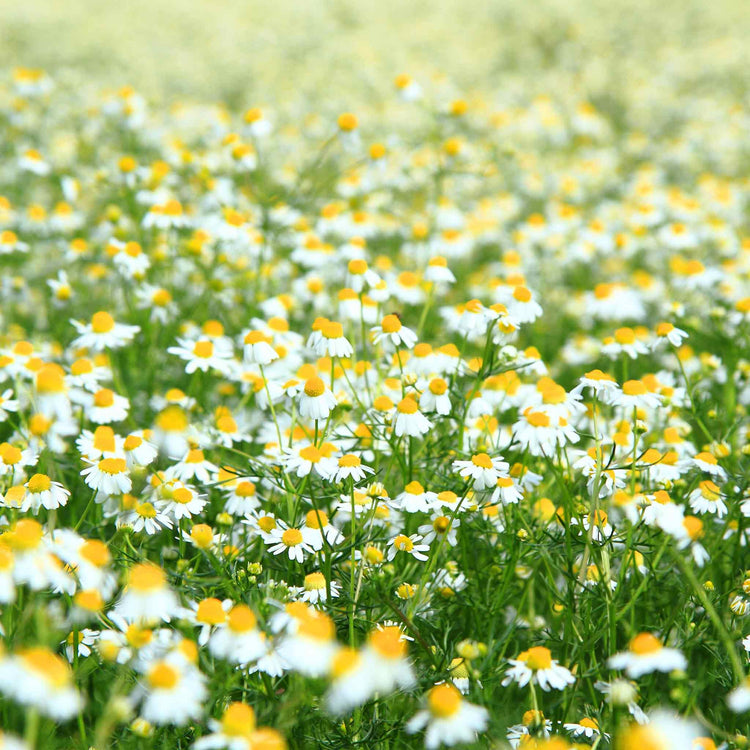 Chamomile Plant 'For Lawns Treneague'