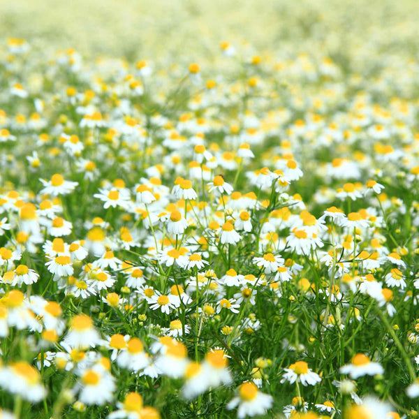 Chamomile Plant 'For Lawns Treneague'