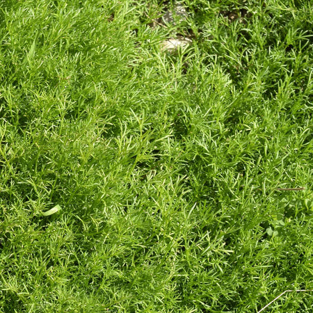 Chamomile Plant 'For Lawns Treneague'