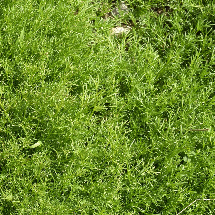 Chamomile Plant 'For Lawns Treneague'