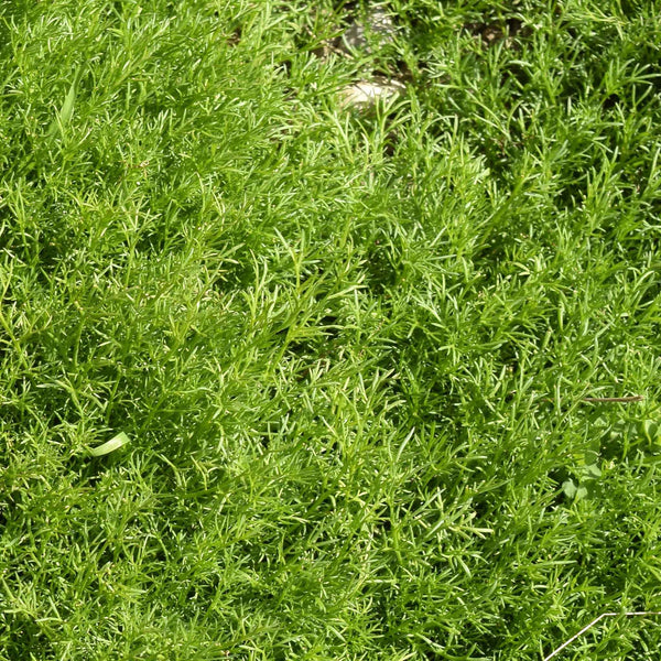Chamomile Plant 'For Lawns Treneague'