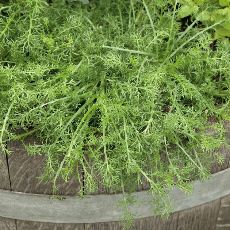 Chamomile Plant 'For Tea Roman'