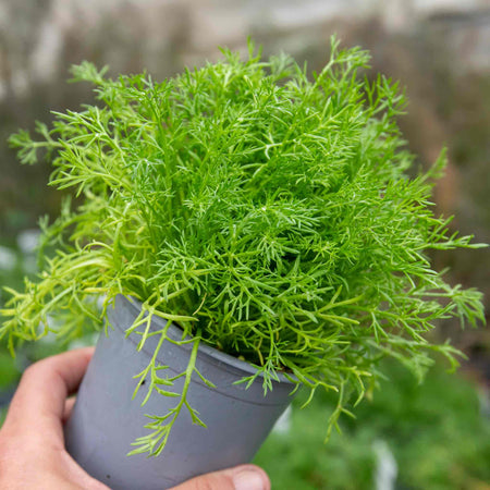 Chamomile Plant 'For Lawns Treneague'