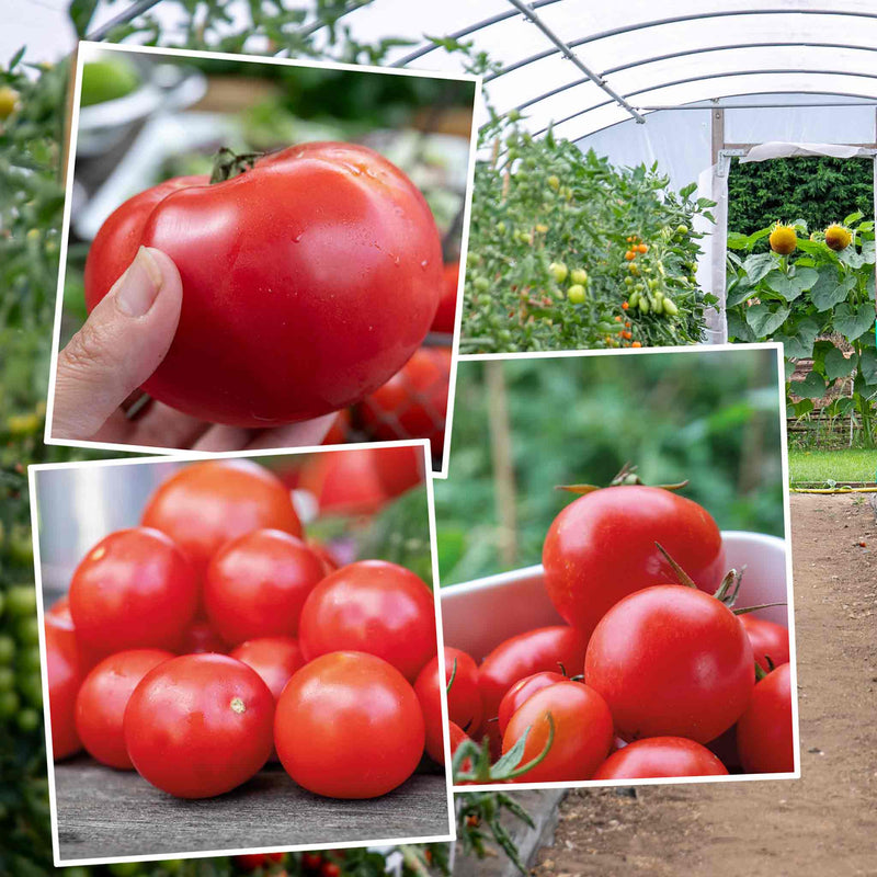 indoor tomato plants for sale Tomato Indoor Collection