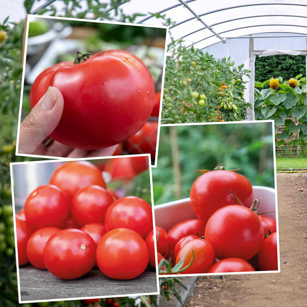 Tomato Indoor Collection