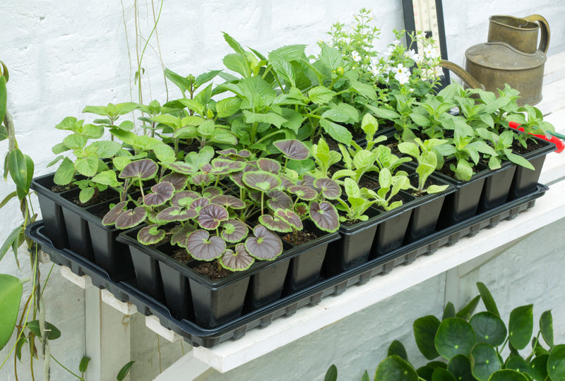 Seeds to Fill Your Gaps