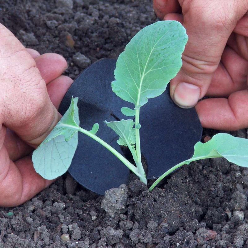 Brassica Collars