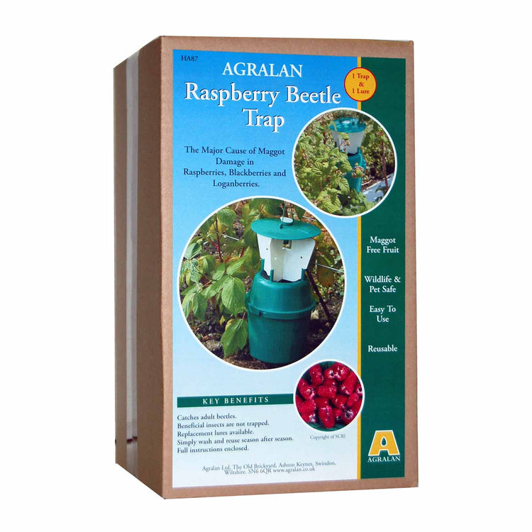 Raspberry Beetle Trap