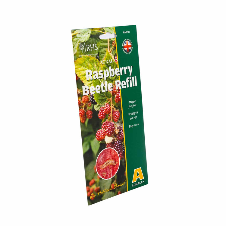 Raspberry Beetle Trap