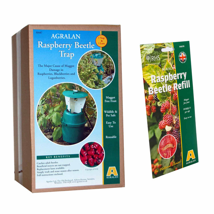 Raspberry Beetle Trap