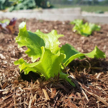 Strulch Organic Wheat Straw Mulch