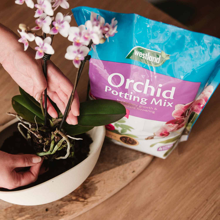 Westland Orchid Potting Mix