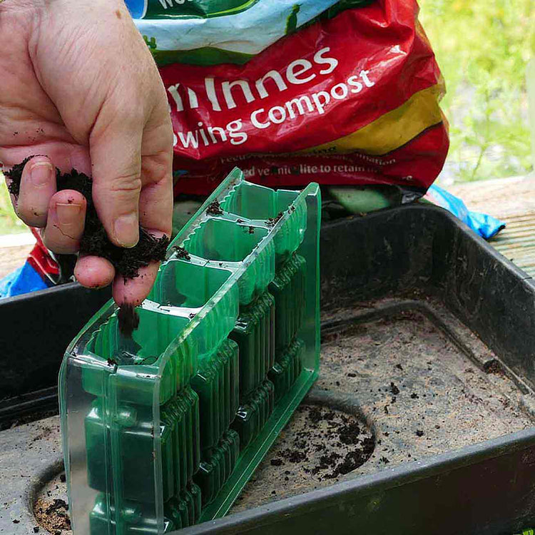 Broad Bean Seeds 'Meteor Vroma'