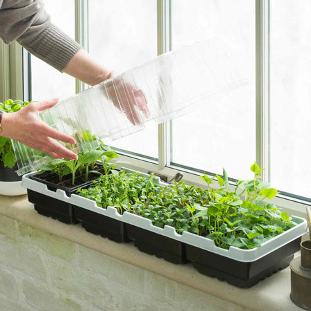 Windowsill Propagator Kit