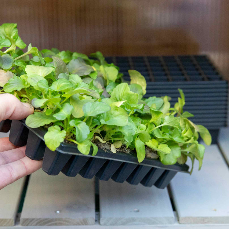 48 Cell Seed Trays x 12