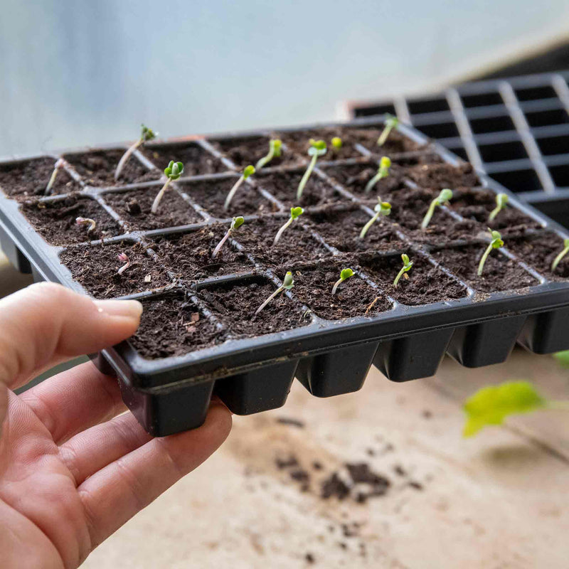 12 x 24 Cell Seed Trays
