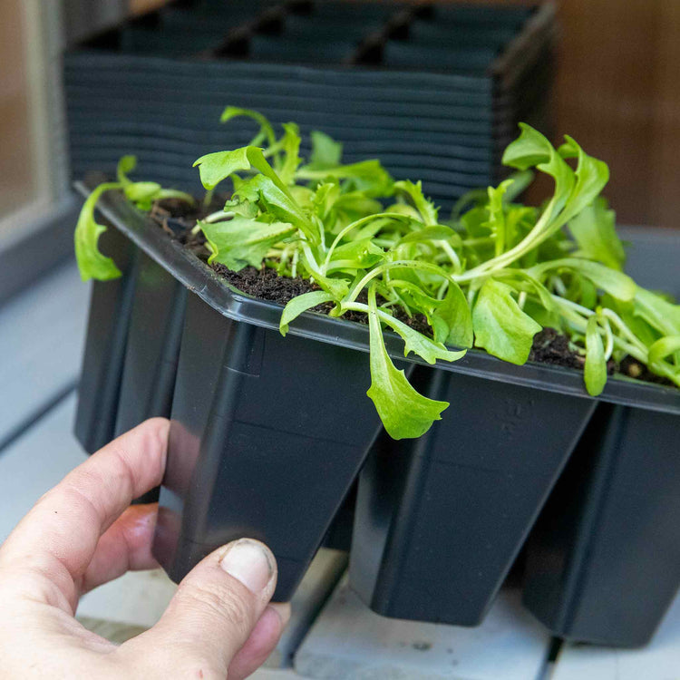 12 x 9 Cell Deep Seed Tray