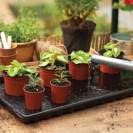 Watering Tray with Capillary Matting