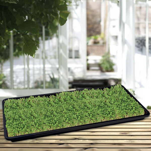 Microgreens Tray Kit