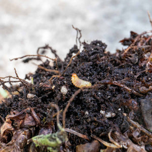 Vine Weevil Killer - 100m2, Garden Pest Control