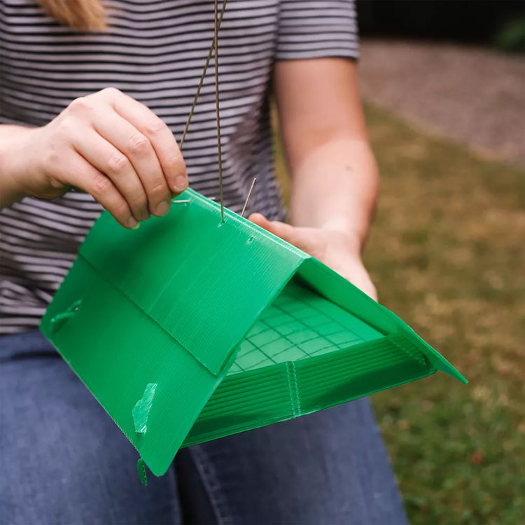 Growing Success Apple Maggot Monitoring Trap