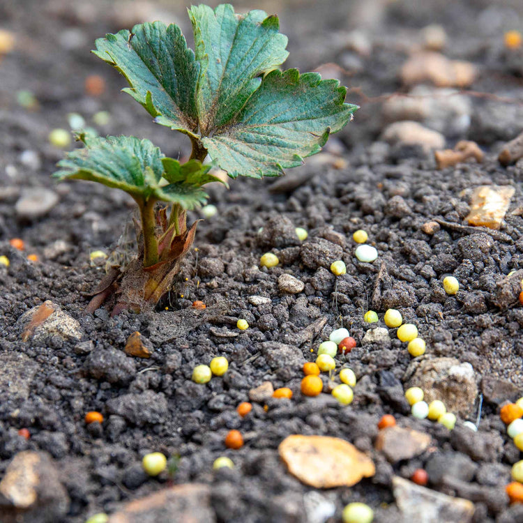 Concentrated Slow Release Soft Fruit Feed Granules