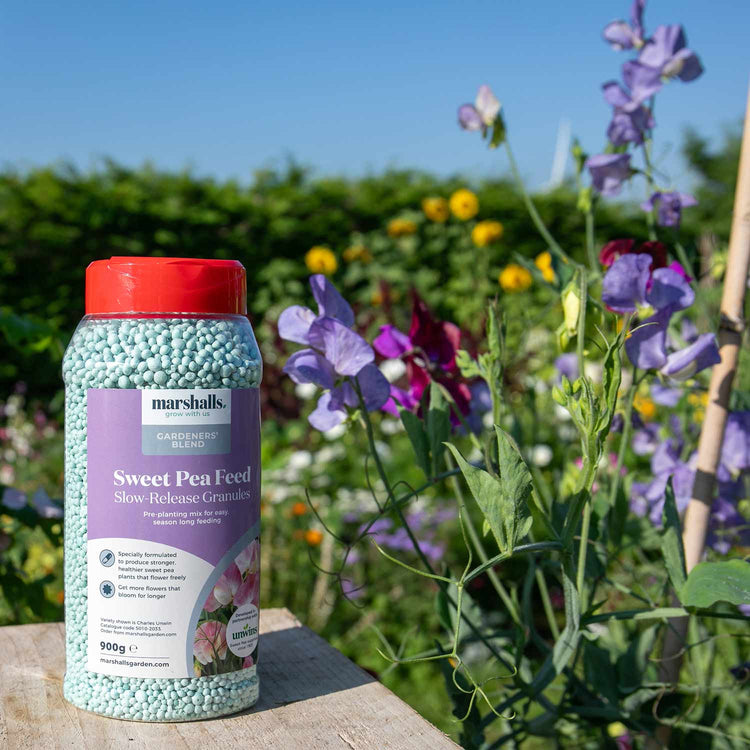 fertilizer for pea plants Concentrated Slow Release Sweet Pea Feed Granules