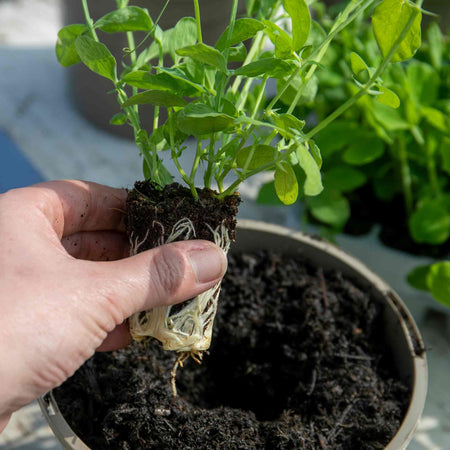 Sweet Pea Growing On Pots - 24 x 2L