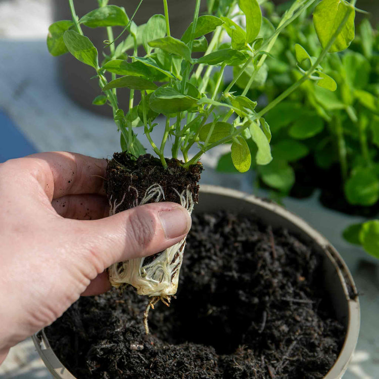 Sweet Pea Growing On Pots - 24 x 2L