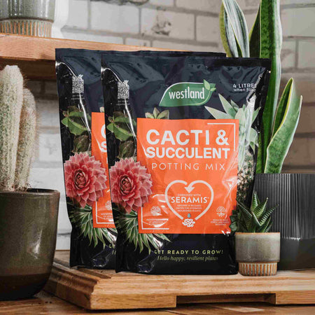 Westland Cacti and Succulent Peat-Free Potting Mix