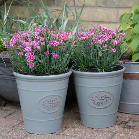 Grey Olive Planter 23cm - 2 Pack