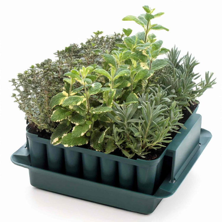 Compact Plug Plant Trainer