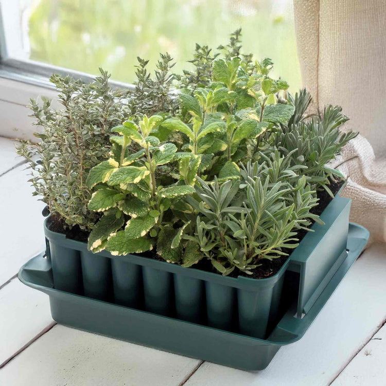 Compact Plug Plant Trainer