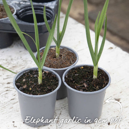 Autumn Planting Elephant Garlic