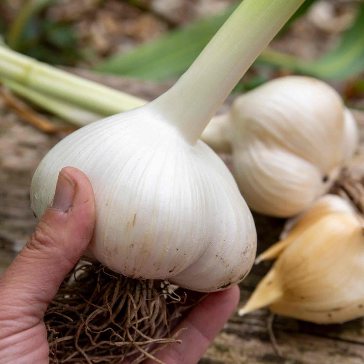 Autumn Planting Elephant Garlic