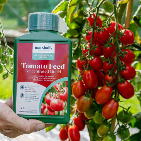 Marshalls Liquid Tomato Feed