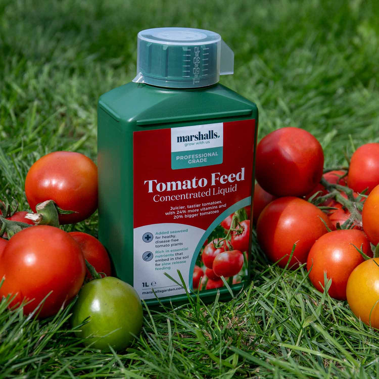 liquid tomato plant fertilizer Marshalls Liquid Tomato Feed