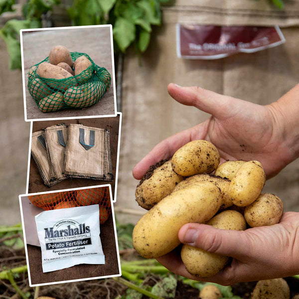 Seed Potato Grow Kit 'Charlotte'