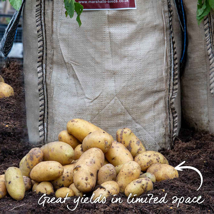 Seed Potato Grow Kit 'Charlotte'