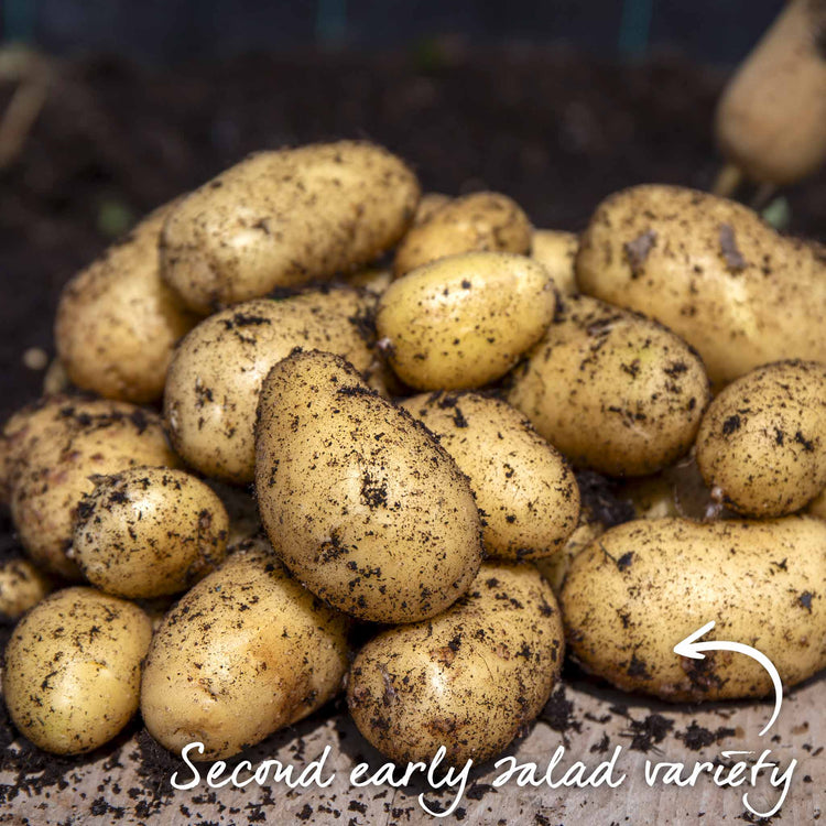 Seed Potato 'Jazzy'