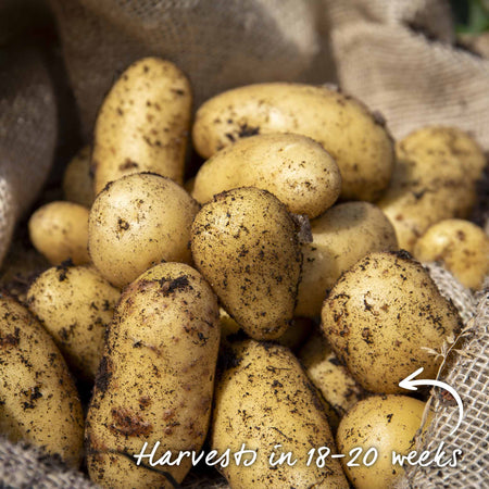 Seed Potato 'Jazzy' Christmas Harvest