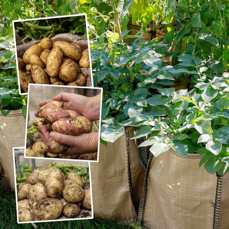 Seed Potato Grow Kit Taster Pack