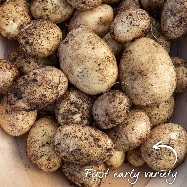 Seed Potato Grow Kit Taster Pack