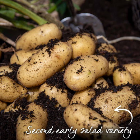 Seed Potato Grow Kit Taster Pack